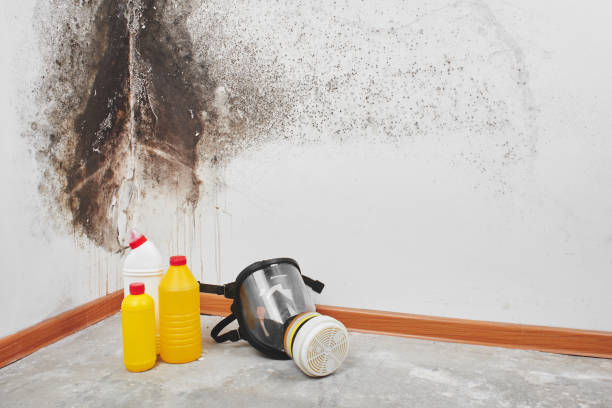 Best Same-Day Mold Removal  in Harristown, IL
