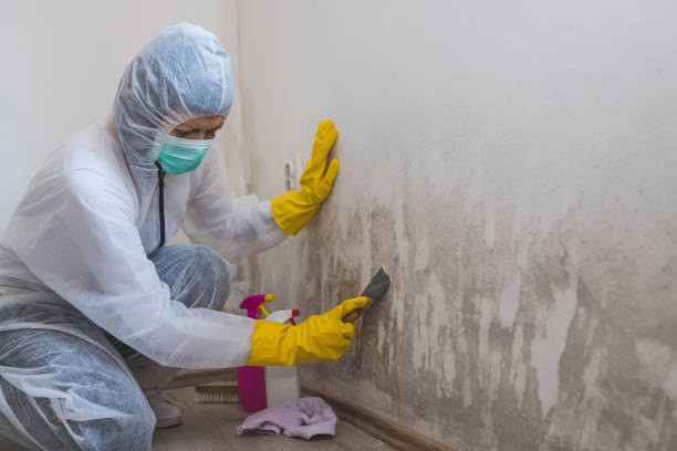 Best Office Mold Removal Services  in Harristown, IL