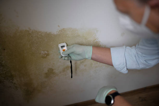 Best Mold Cleaning Services  in Harristown, IL