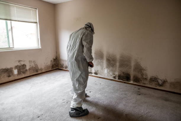 Best Water Damage Restoration  in Harristown, IL