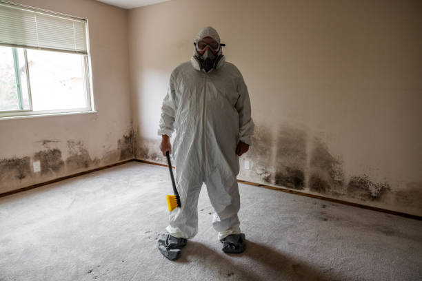 Attic Mold Removal in Harristown, IL