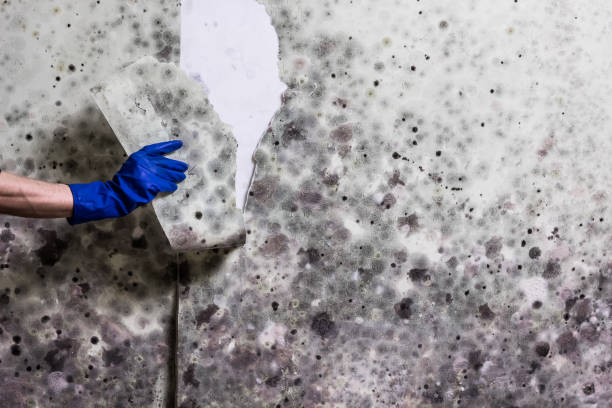 Best Crawl Space Mold Removal  in Harristown, IL
